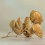 10 kreative måder at bruge tørrede blomster