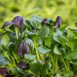 11 jernrige vegetariske fødevarer til kvinder