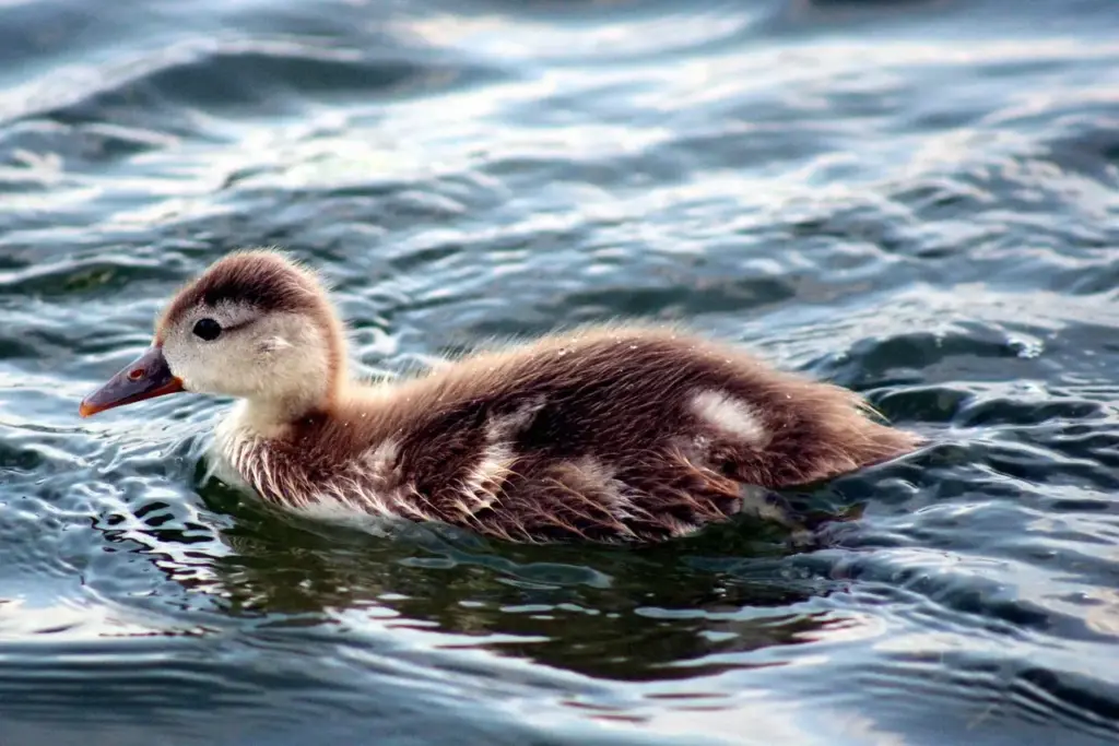 15 minimalistiske indretningshacks til små rum