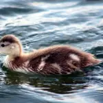 15 minimalistiske indretningshacks til små rum