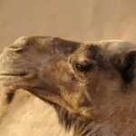 7 farvekombinationer der altid fungerer