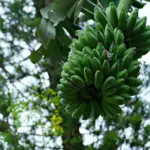 7 kaliumrige fødevarer mod muskelkramper