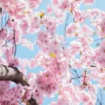 7 tips til at indrette med blomstret tapet