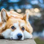 9 hyggelige gåture i Dyrehaven for veninder