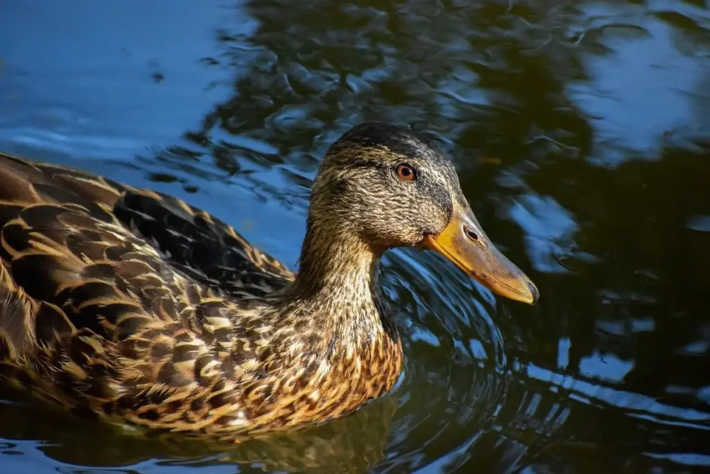 Flere tænkelige løsninger på Så i Krydsord