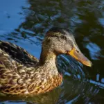 Flere tænkelige løsninger på Så i Krydsord