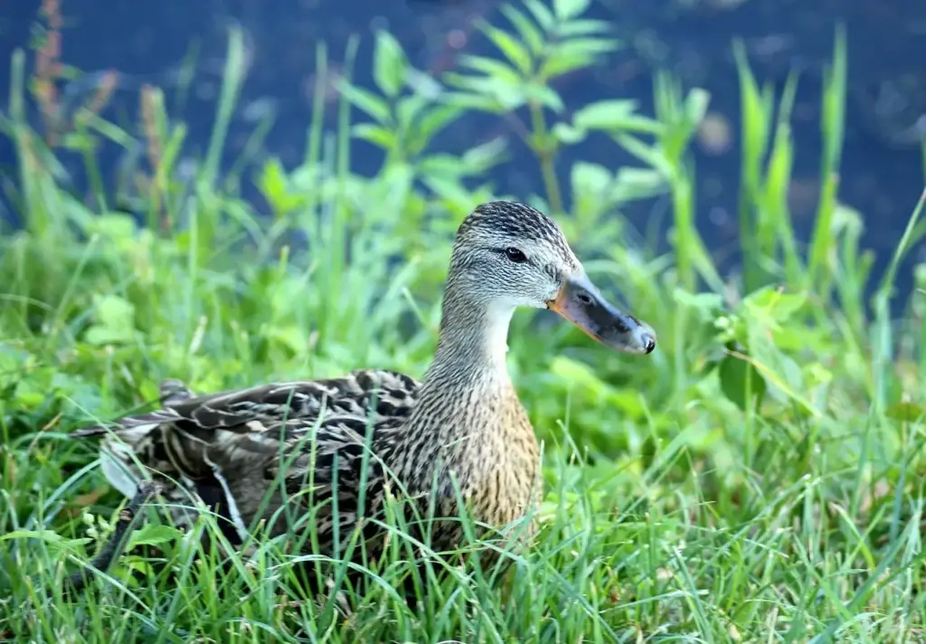 Hjælp til Kedeligt i krydsord