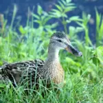 Hjælp til Kedeligt i krydsord