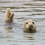 Hvor kan I booke sælsafari i Vadehavet som gruppe?