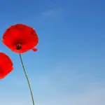 Hvordan bevarer vi romantikken uden at sove sammen?