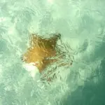 Hvordan håndterer vi kulturelle forskelle i et parforhold?