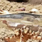 Hvordan laver jeg en bæredygtig rengøringsplan?