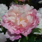 Sådan læser du materialesammensætningen, før du køber online