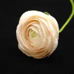 Sådan laver du crepepapirblomster, der ligner ægte blomster