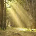 Sådan planlægger I en romantisk picnic i skoven